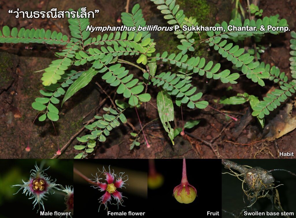 ข่าวพืชชนิดใหม่ภาพ 2